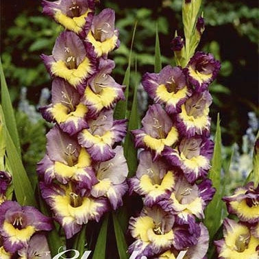 Gladiolus Dynamite 10-pakning